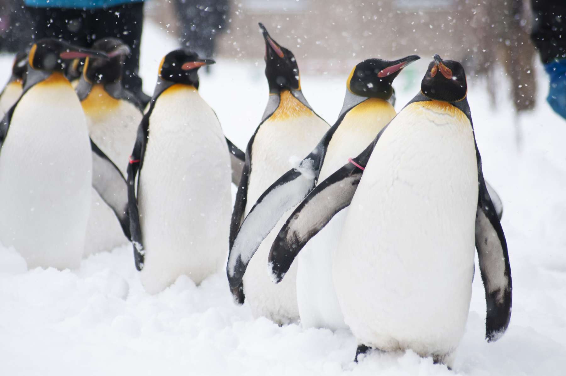 Tierfotografie von Kaiserpinguinen im Schnee