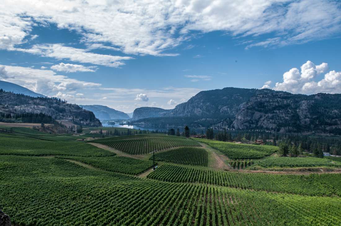 Eine Landschaftsfotografie von Weinstöcken in Kanada 