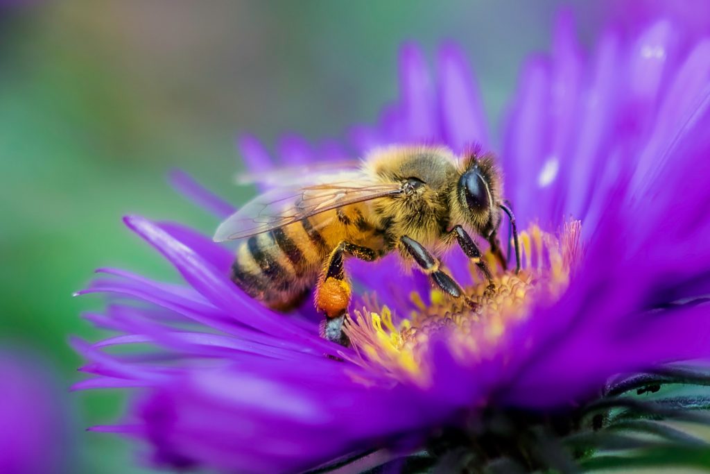 Makrofotografie einer Biene in einer Blume