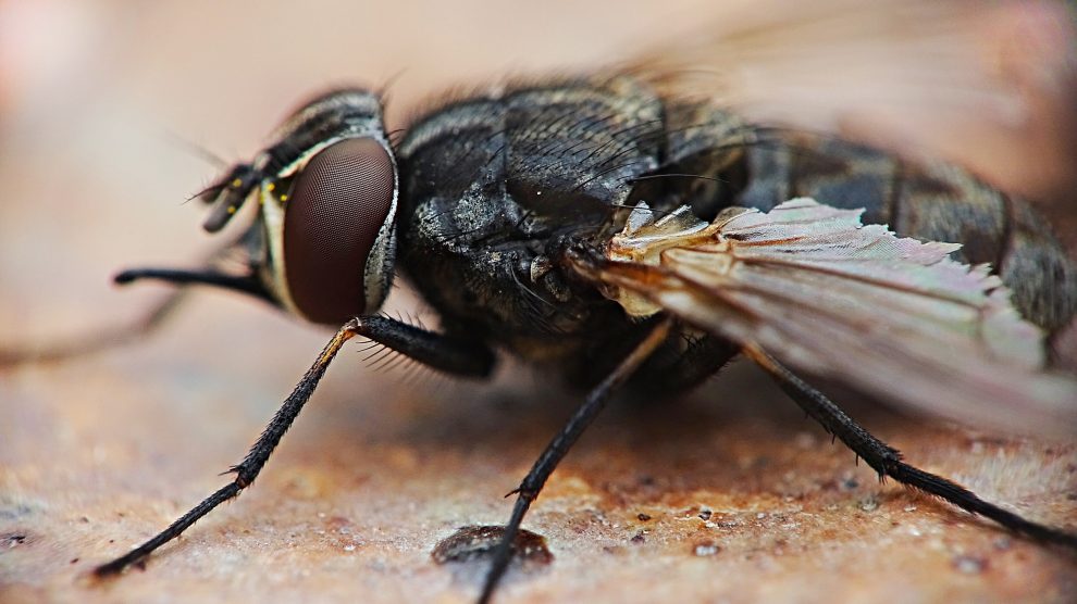 Makrofotografie einer Fliege