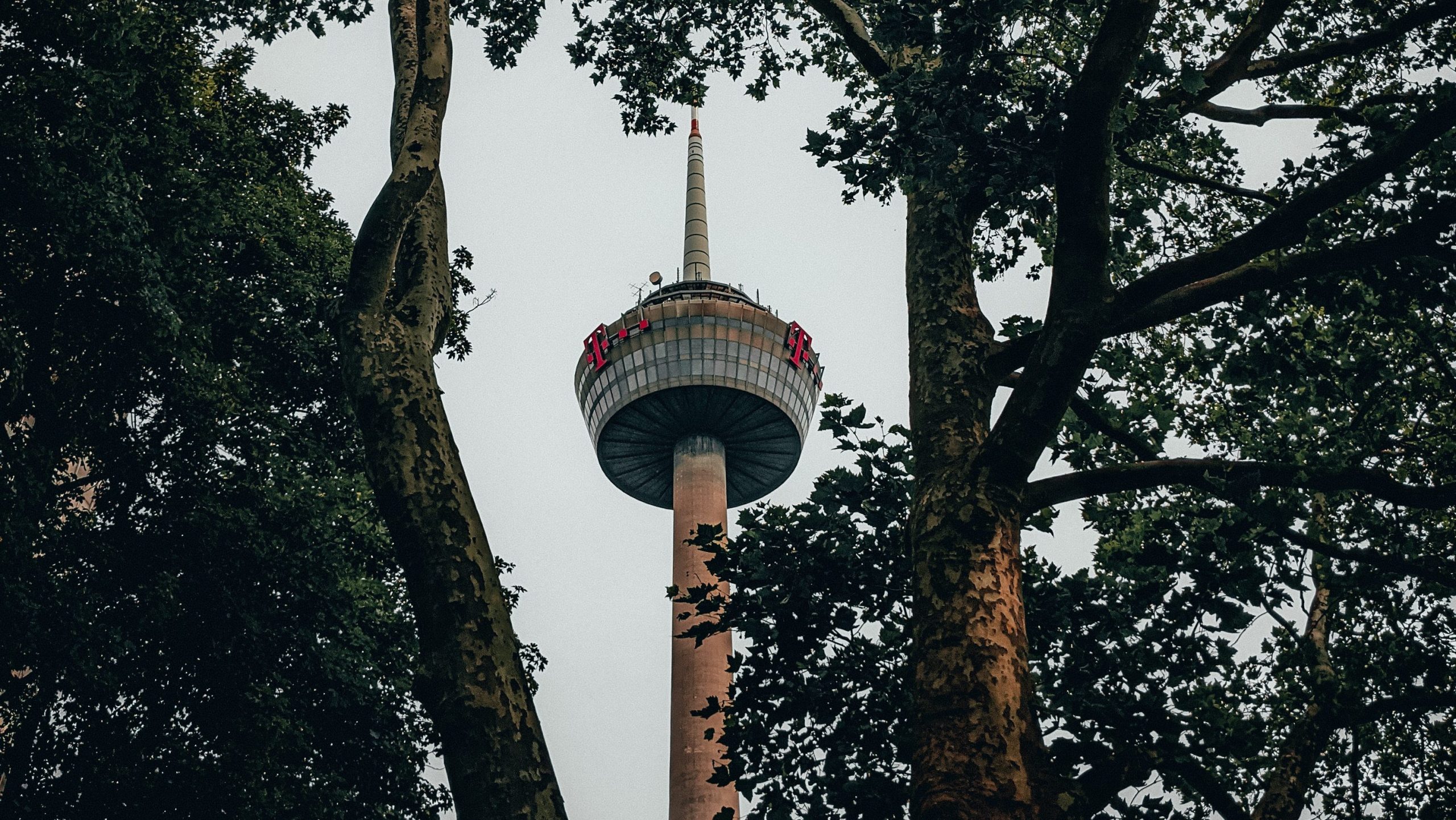 Kölner Fernsehturm durch einen Baum fotografiert