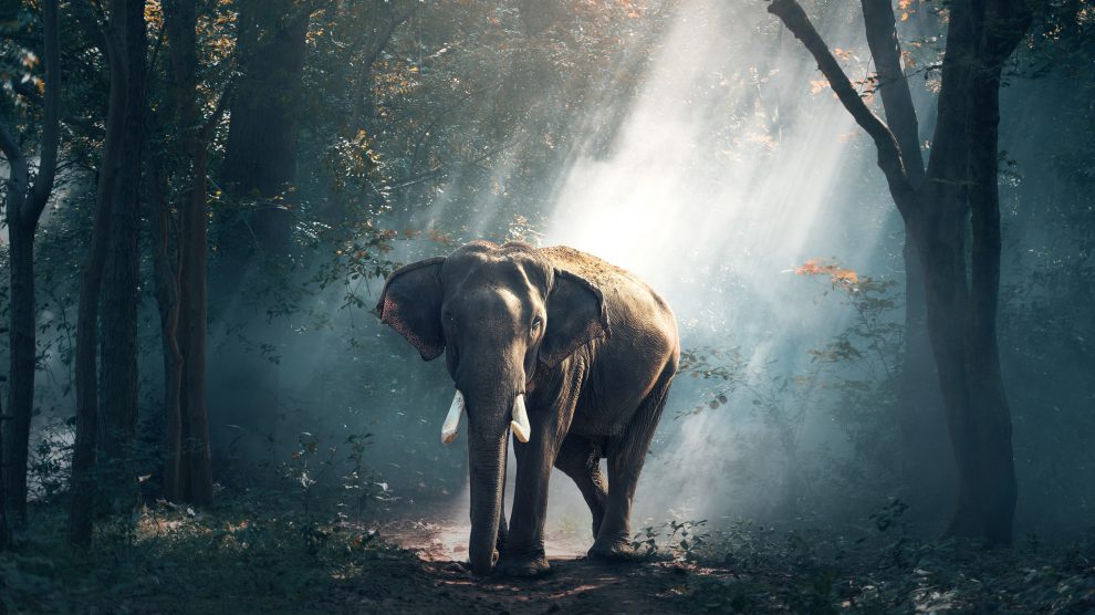 Ein Elefant im Jungle