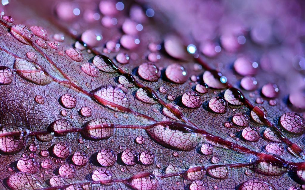 Detailaufnahme eines Blattes mit Regentropfen