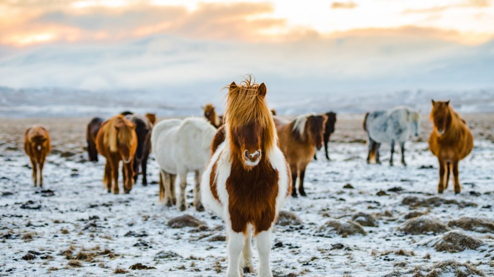 Pferde auf einer Schnee-Weide